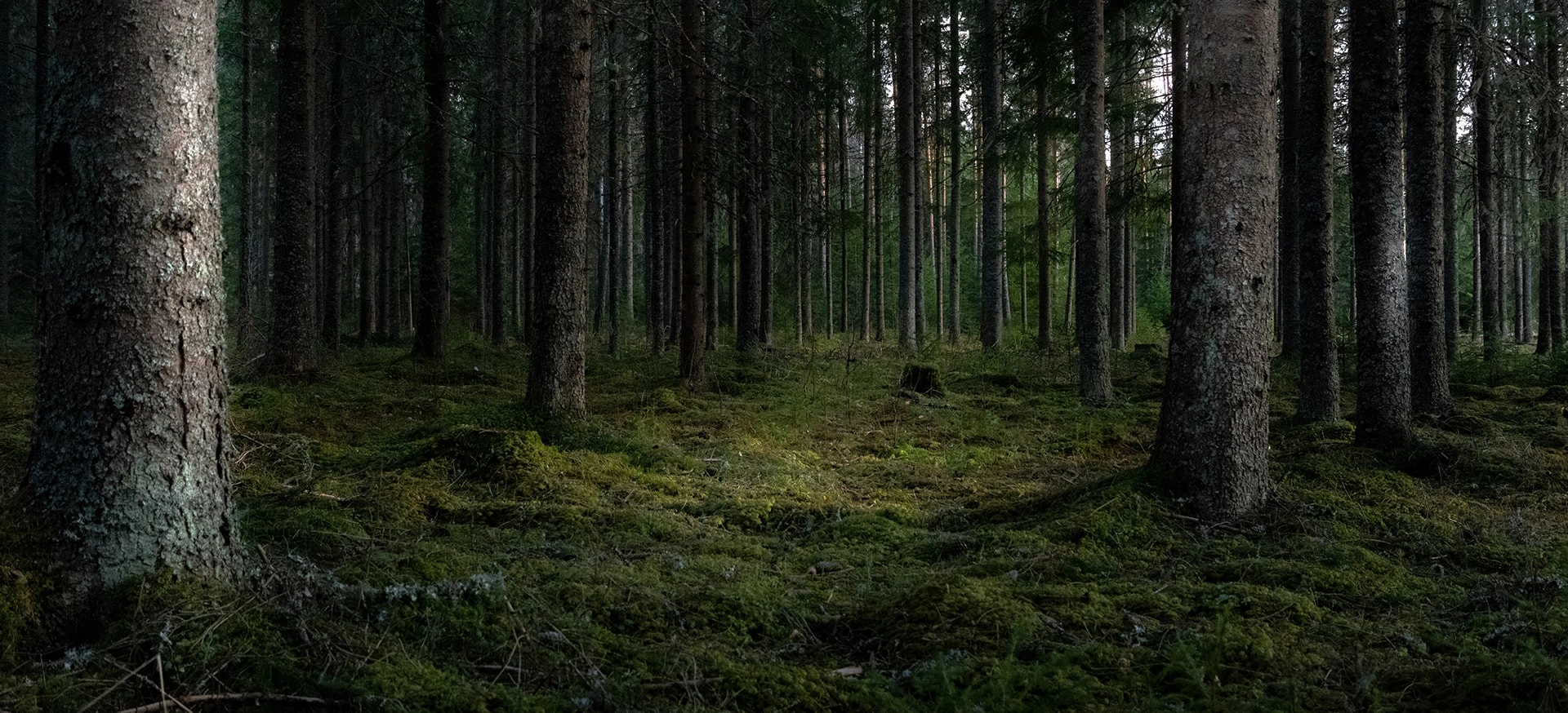 Quality Solid Wood From State-Owned Forest Farm in Northeast China